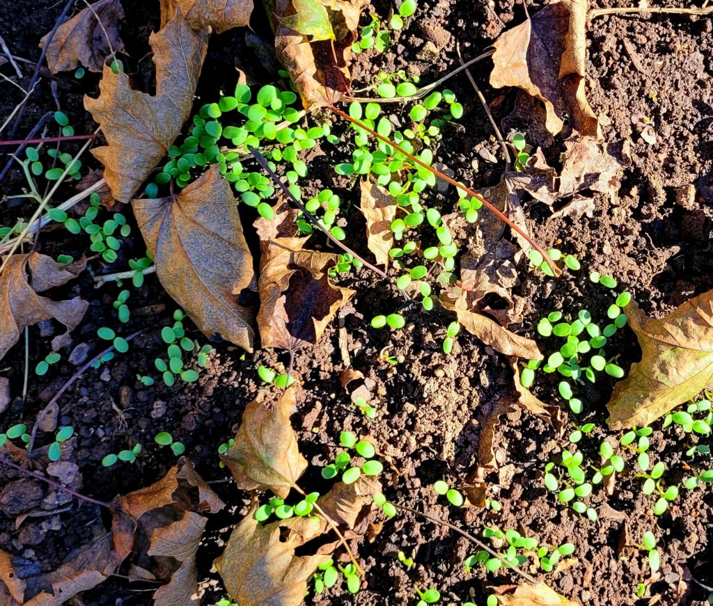 Clover Cover Crop