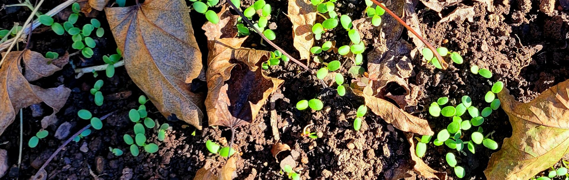 Clover Cover Crop